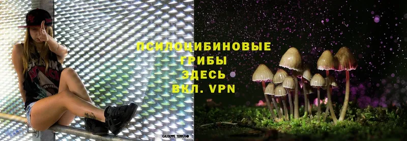 кракен как войти  Вельск  Псилоцибиновые грибы Magic Shrooms 